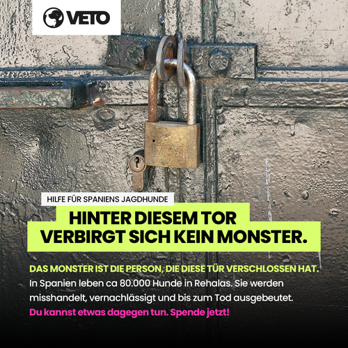 500-Hilfe fuer Galgos in Not 2025_1_1_V06