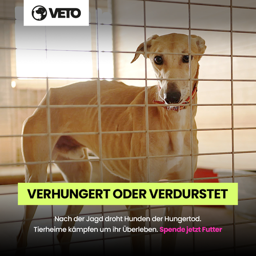 500-Hilfe fuer Galgos in Not 2025_1_1_V10