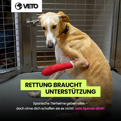 500-Hilfe fuer Galgos in Not 2025_1_1_V14