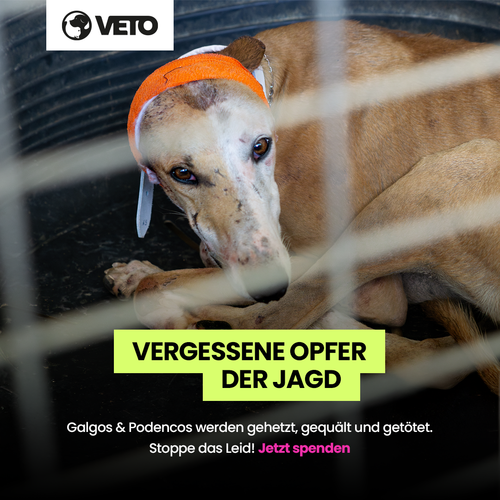 500-Hilfe fuer Galgos in Not 2025_1_1_V16
