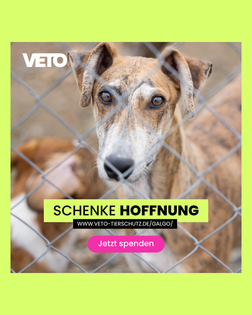 500-Hilfe fuer Galgos in Not 2025_1_1_V20
