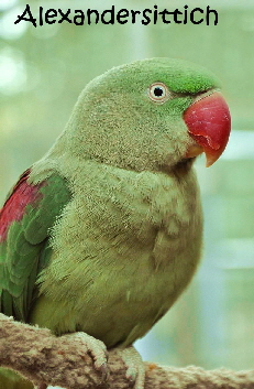 Alexandersittich-266855_128 Alexandersittich-266855_128