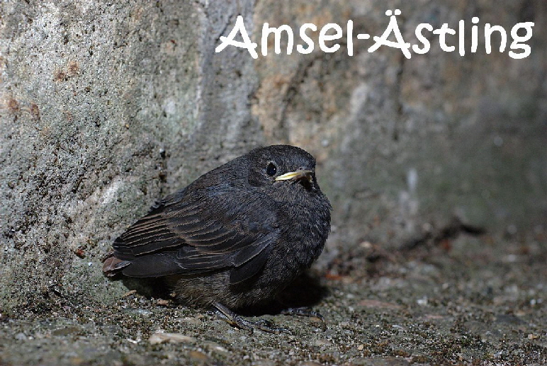 Amsel-gc19f34054_1920