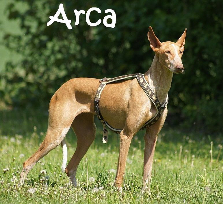 Arca_DSC02695_mN