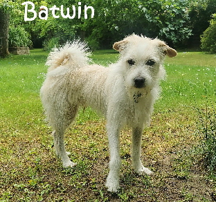 Batwin_20250607_104034_mN