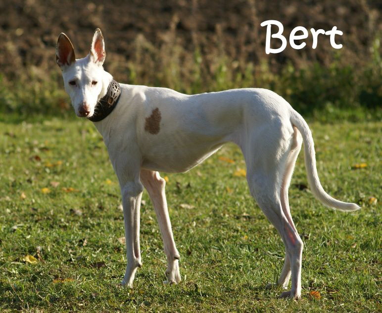 Bert_DSC00198_mN