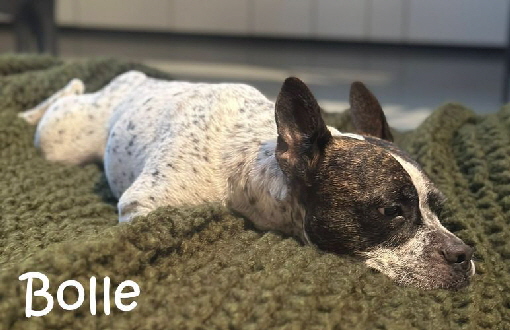 Bolle_IMG-20251119-WA0000