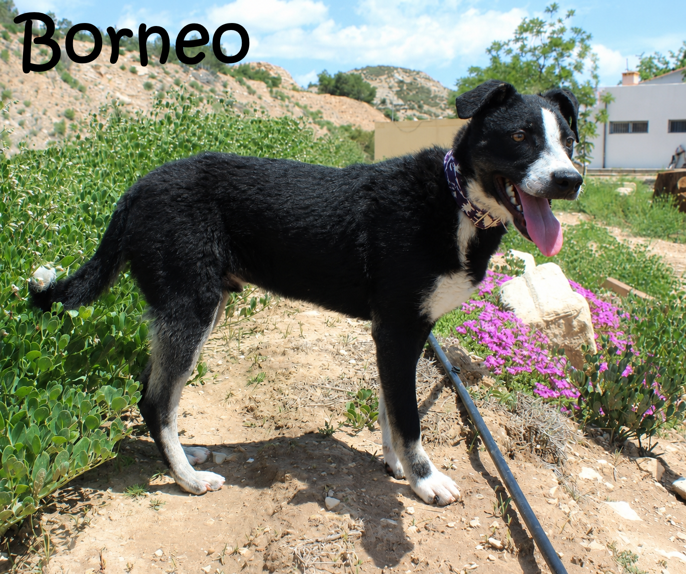 Borneo_9622_mN