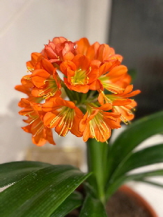 Clivie-20250921-WA0003 Clivie-20250921-WA0003