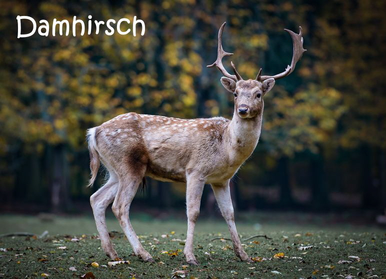 Damhirsch-hashan-roe-deer-2634729_1920