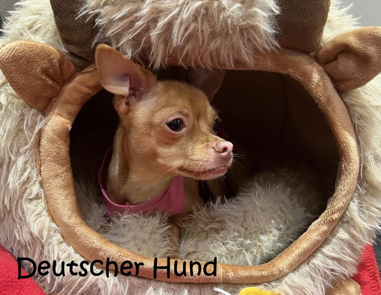 Deutscher-Hund_1268 Kopie Deutscher-Hund_1268 Kopie