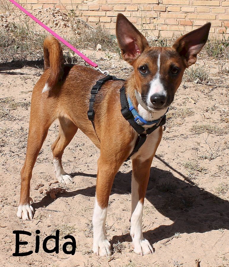 Eida_9660_mN