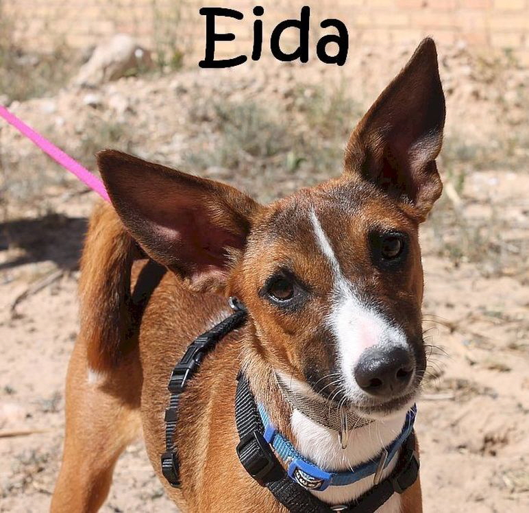 Eida_9663_mN