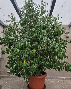 Ficus_20250824_141549_edit_105359192465172 Ficus_20250824_141549_edit_105359192465172