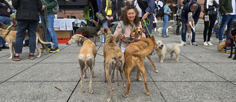 GalgoMarschMainz-20250927-WA0024 GalgoMarschMainz-20250927-WA0024