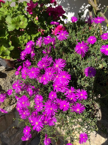 Garten_IMG-20250427-WA0014