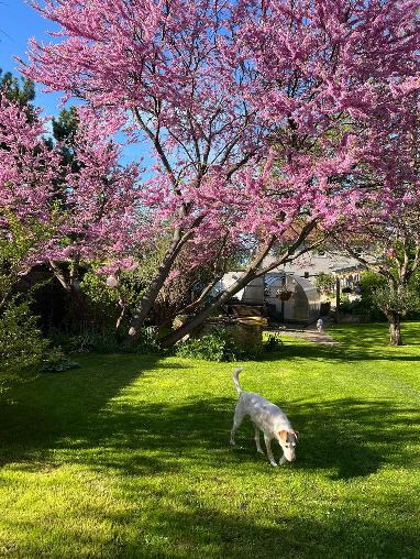 Garten_IMG-20250427-WA0015