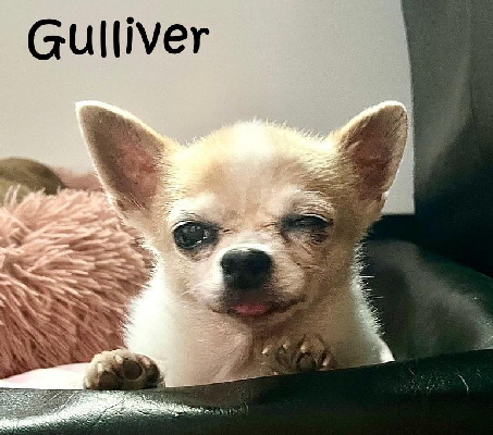 Gulliver-20250612-WA0012