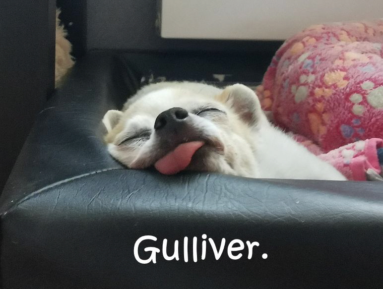 Gulliver_20250614_202050