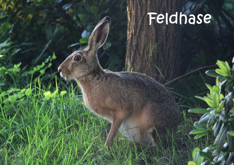 Hase-2505024_1280