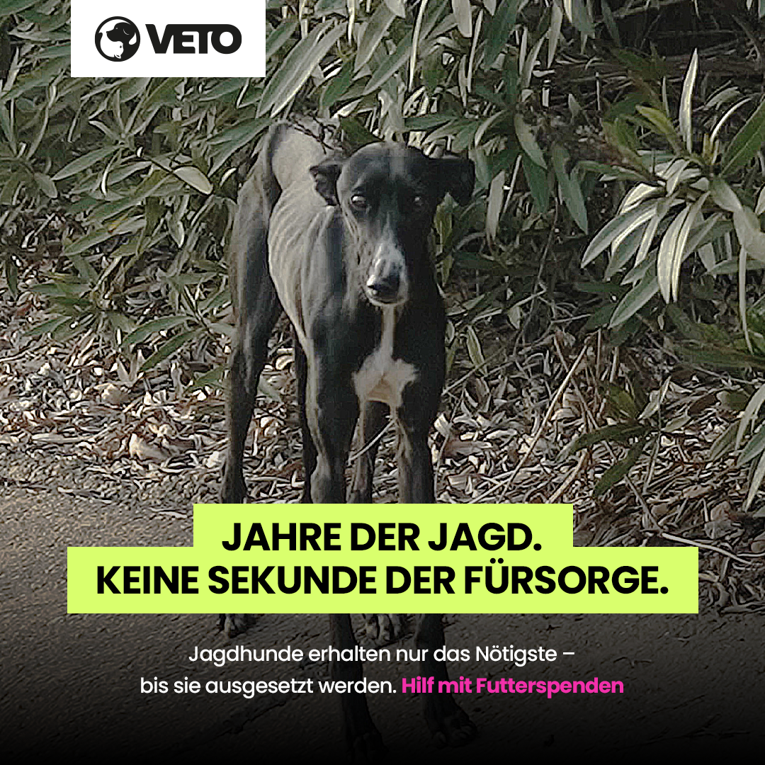 Hilfe fuer Galgos in Not 2025_1_1_V11