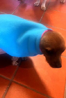 Hundemantel--20260501-WA0003