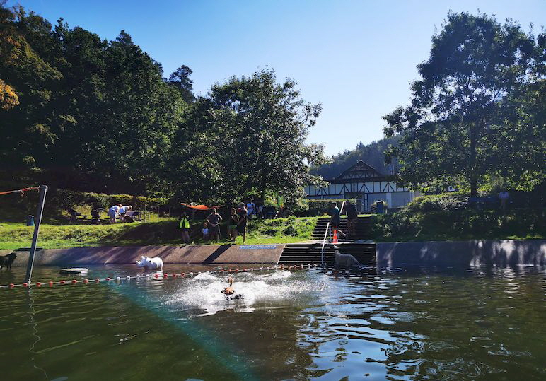 Hundeschwimmen_Otterberg_20230909_114040