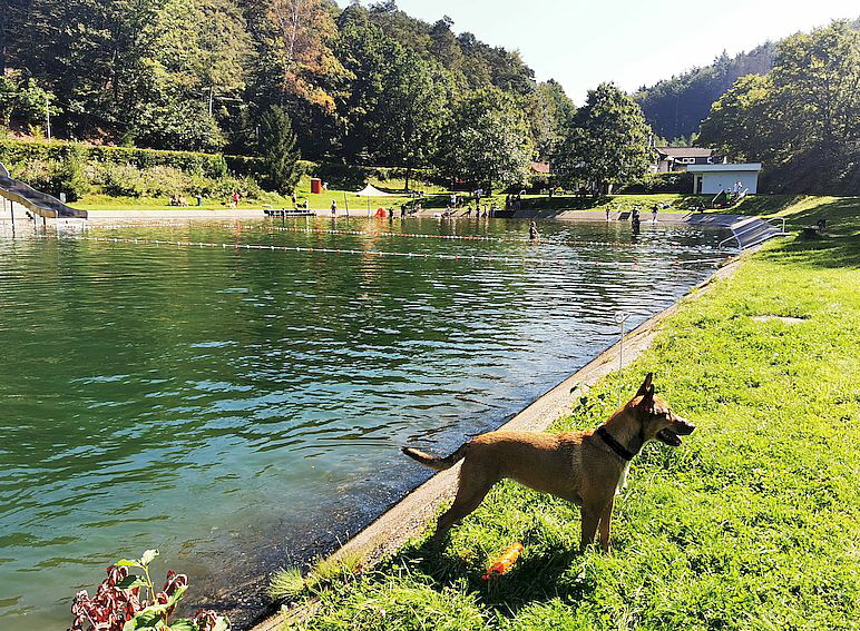 Hundeschwimmen_Otterberg_20230909_120536