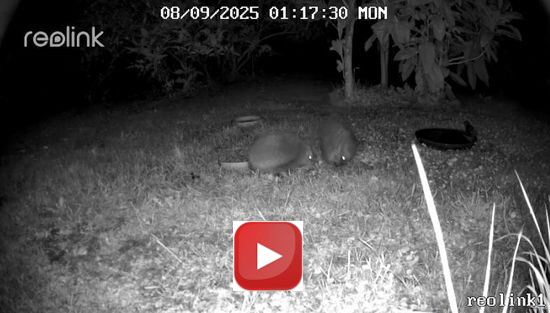 Igel streiten um's Futter_preview