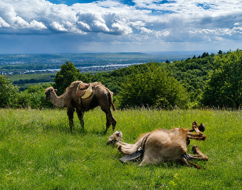 Kamele_20260520_154316