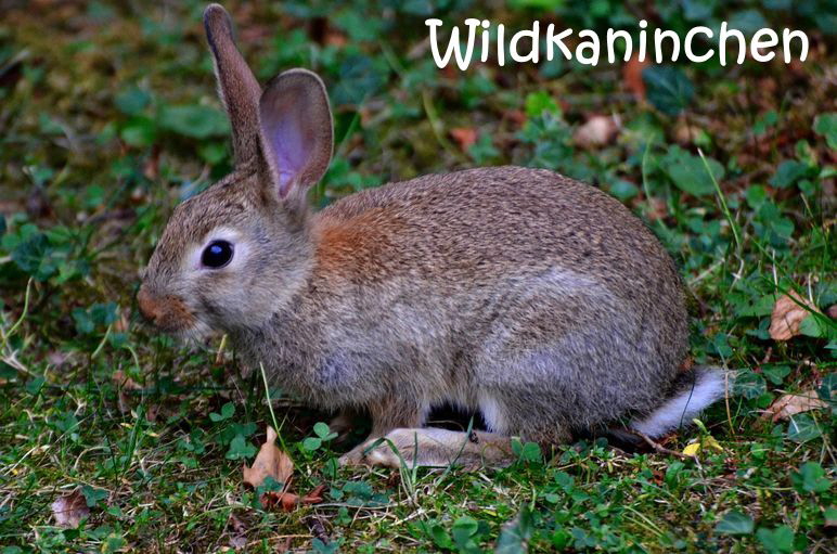 Kaninchen-3642871_1280