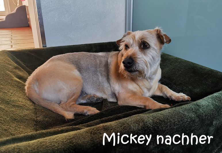 Mickey_20250404_164438