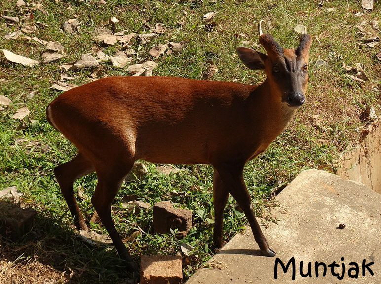 Muntjak-6893404_1280