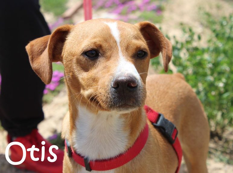 Otis_9645_mN Otis_9645_mN