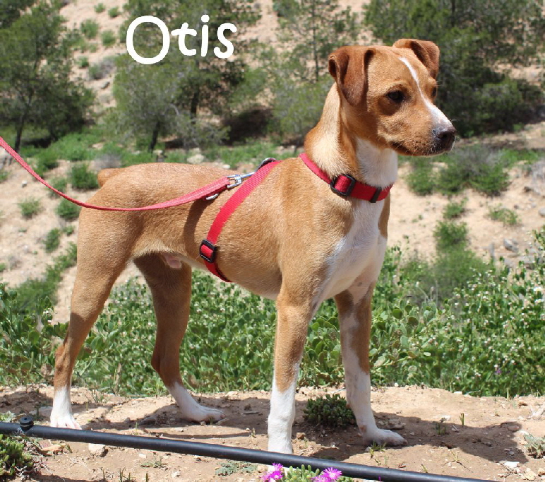 Otis_9648_mN Otis_9648_mN