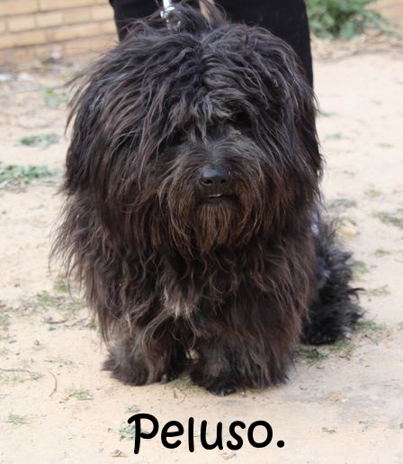 Peluso_2087
