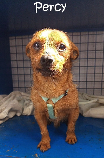 Percy_04
