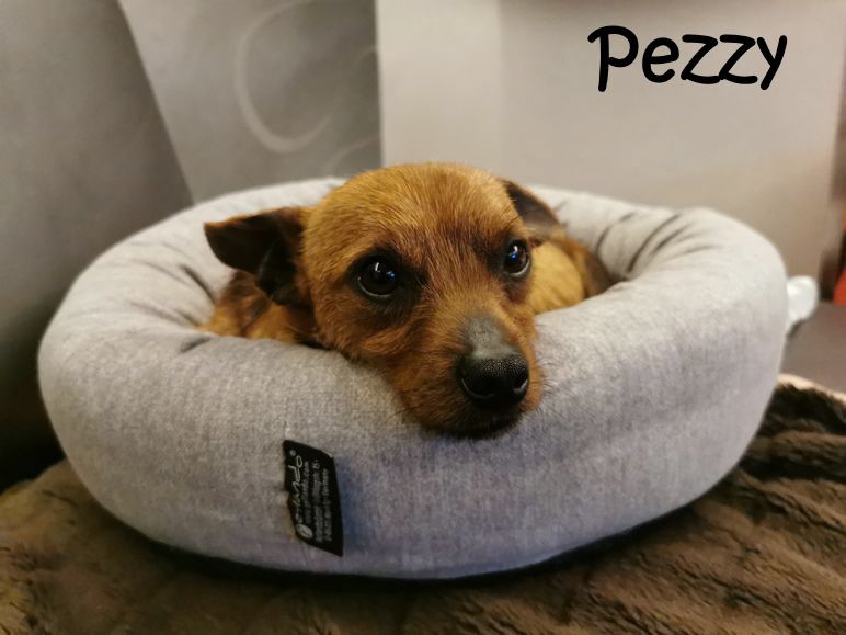 Pezzy_20260317_195924_mN Pezzy_20260317_195924_mN