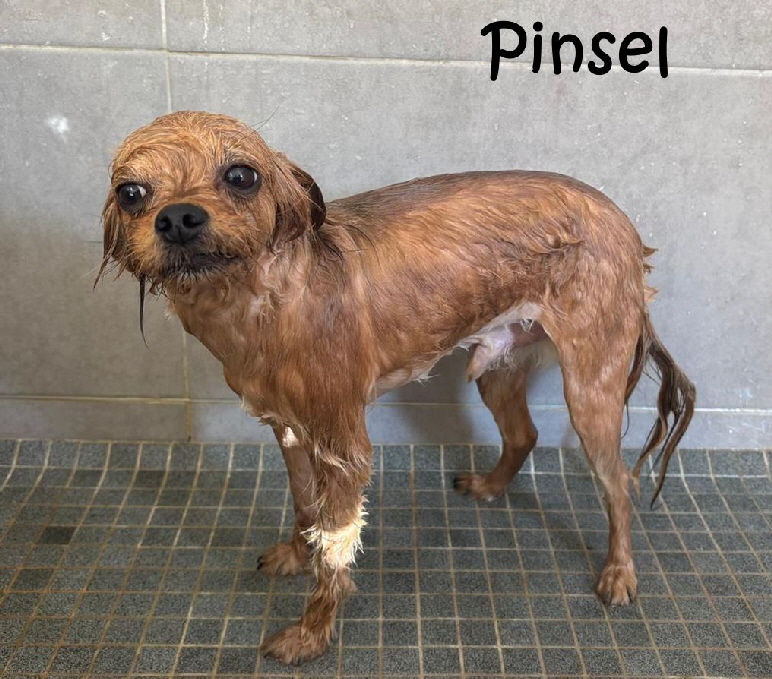 Pinsel_20250404-WA0002