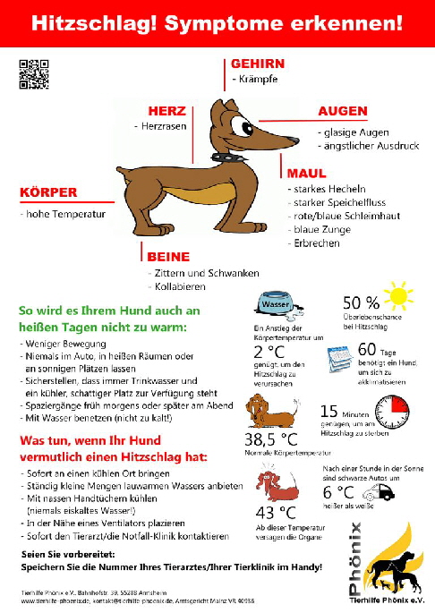 Plakat_Hund-im-Auto