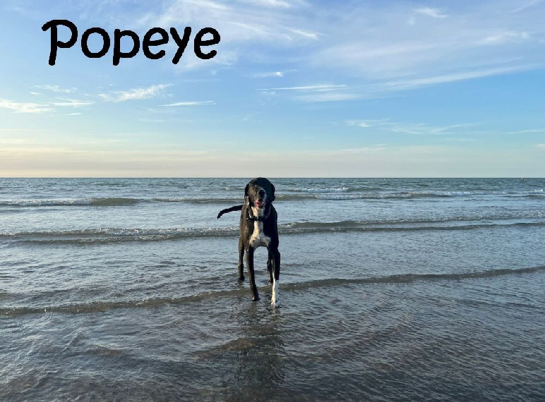Popeye-20230828-WA0000_mN