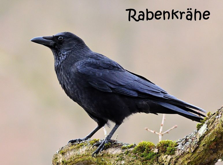Rabenkraehe-7815104_1280