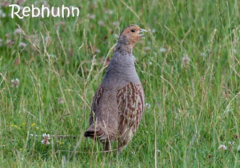 Rebhuhn_4347387_1280