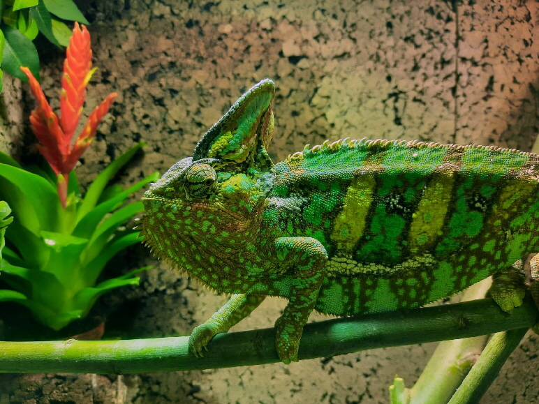 Reptilien+Lurche_IMG-20210424-WA0017