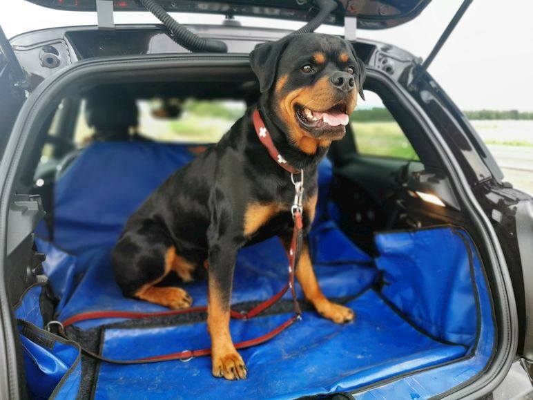 Rottweiler_IMG_20230808_201344