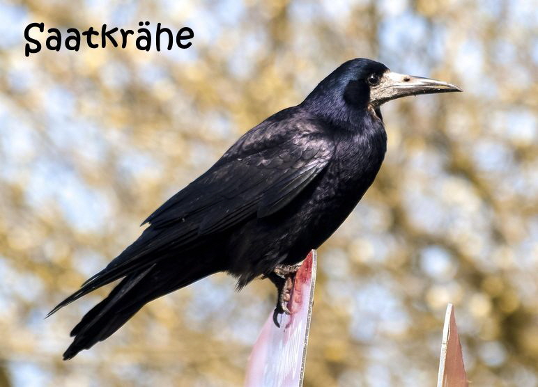 Saatkraehe-2408377_1280