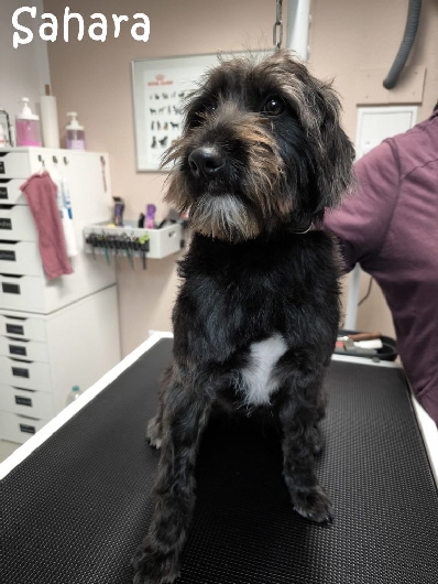 Sahara-20251220-WA0002