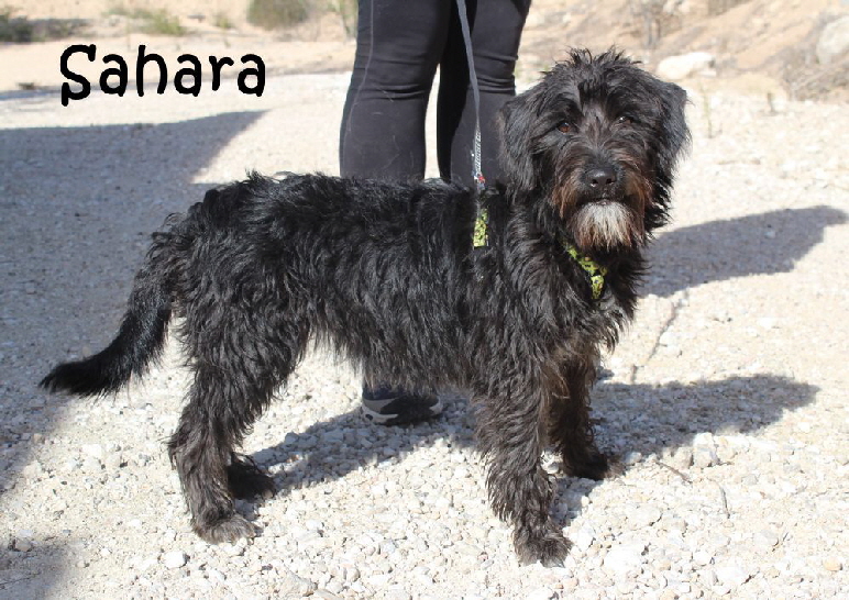 Sahara_6018_mN Sahara_6018_mN