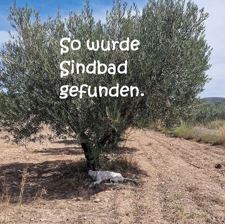 Sindbad_IMG-20230902-WA0001_mN