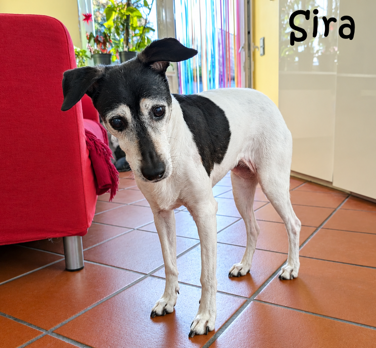 Sira_17_34_10